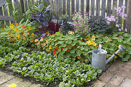 夏末,蔬菜,小块土地,有机,花园