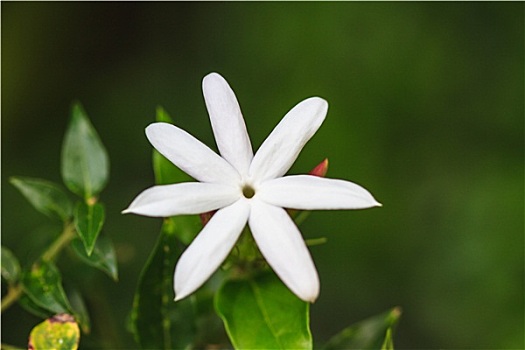 茉莉,阿拉伯,花园