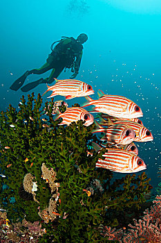 小,鱼群,珊瑚,潜水