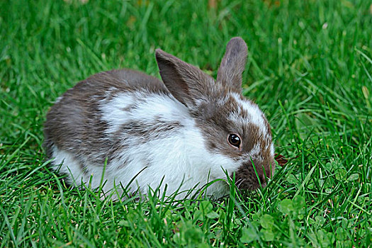 年轻,生活,兔子,兔豚鼠属,草地