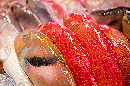 台湾着名的海鲜餐厅,冰柜上的新鲜海鲜,各种鱼类
