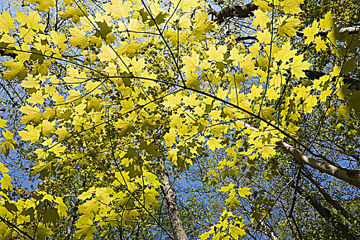逆光,枫树,枝条,春天,魁北克,加拿大