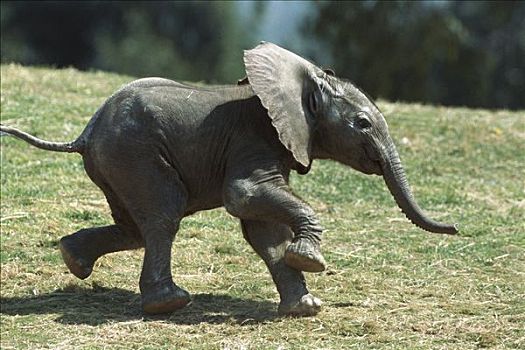 非洲象,幼仔,非洲