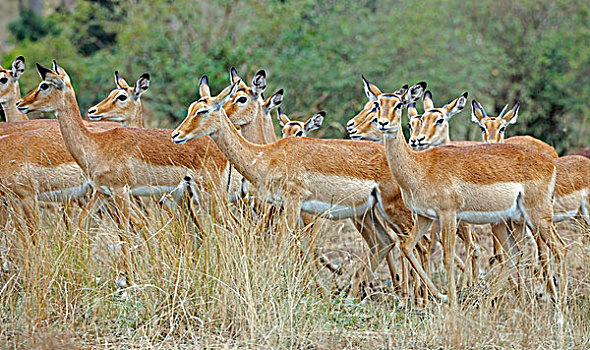 黑斑羚,羚羊,马塞马拉野生动物保护区,肯尼亚,东非,非洲