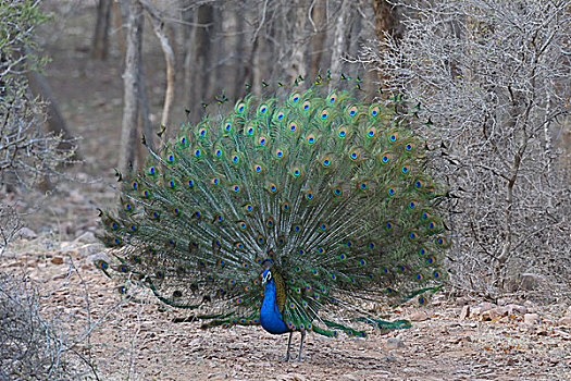 展示,雄性,印度,孔雀,蓝孔雀,伦滕波尔国家公园,拉贾斯坦邦,亚洲
