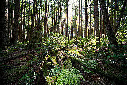 树林,阳光,光亮,植物,林中地面,温哥华,不列颠哥伦比亚省,加拿大