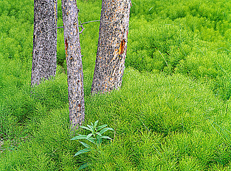 木贼属植物,松树,卡纳纳斯基斯县,艾伯塔省,加拿大