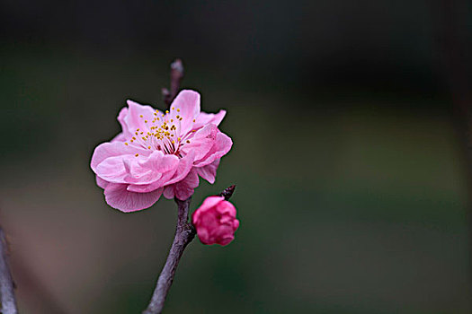 梅花,花朵,梅园,春天,报春