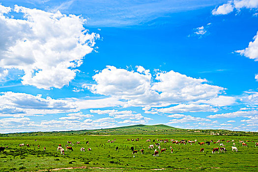 牛群在蓝天白云下的草原上吃草