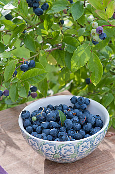 新鲜,蓝莓,伯克利,越桔属