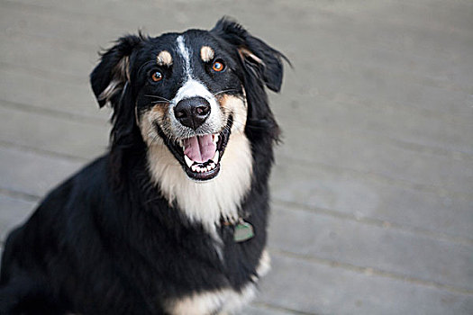 澳洲牧羊犬,张嘴