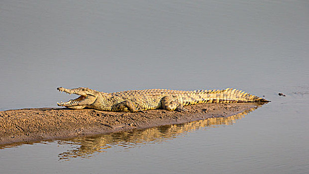 尼罗鳄,休息,沙洲,晚上,亮光,南卢安瓜国家公园,赞比亚,非洲