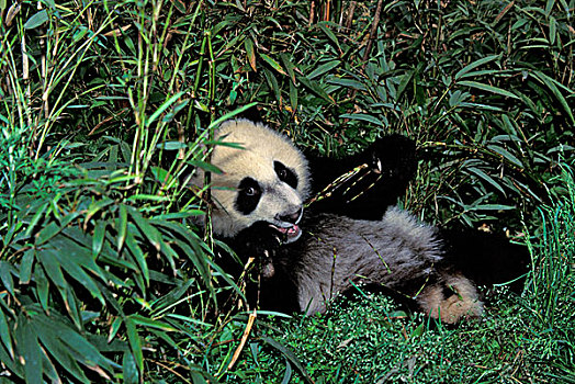大熊猫,幼兽,灌木,卧龙大熊猫保护区,四川,中国