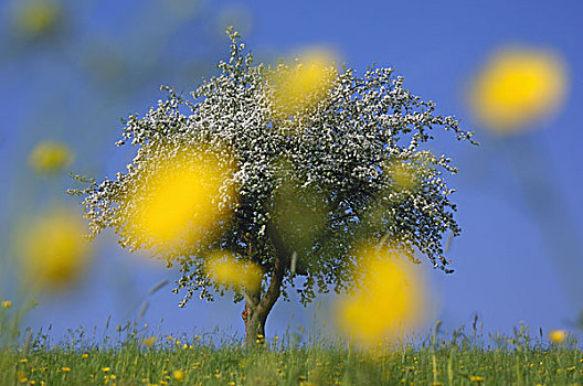 草地,花,黄色,模糊,苹果树,盛开,春天