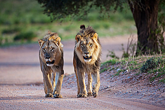 非洲狮,狮子,走,道路,卡拉哈迪大羚羊国家公园,南非