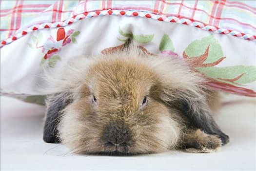 兔子,枕头