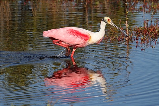粉红琵鹭,猎捕,水中