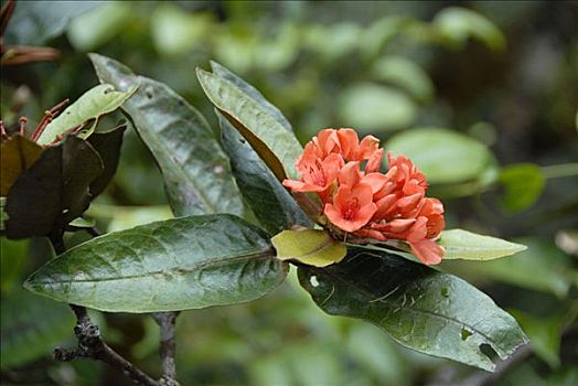 红色,花,杜鹃花属植物,山,京那巴鲁山,沙巴,婆罗洲,马来西亚
