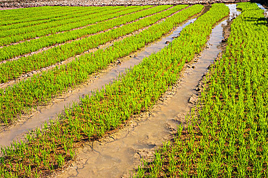 稻米,植物,水,耕作,稻田,北方,泰国,亚洲