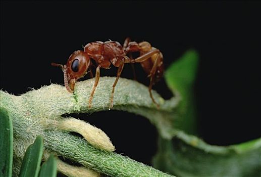 蚂蚁,分开,藤,接触,刺,金合欢,刺槐,哥斯达黎加