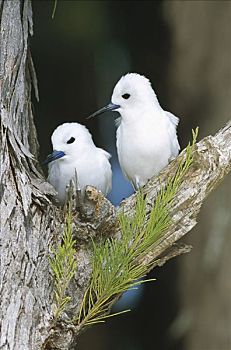 白燕鸥,小燕鸥,一对,蛋,场所,空,枝条,树,环礁,夏威夷