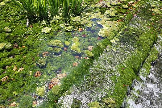 日式庭园,水塘,植物