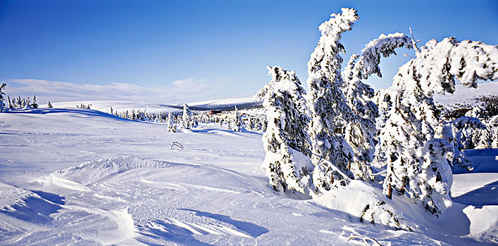 树,陆地,遮盖,雪