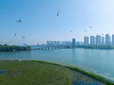 江苏东海,湖光潋滟,飞鸟翔集