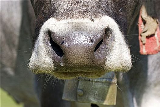 口鼻部,母牛,南蒂罗尔,意大利