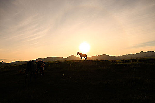 马,北海道