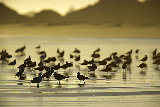 海鸥,海滩,长滩,环太平洋国家公园,温哥华岛,不列颠哥伦比亚省,加拿大