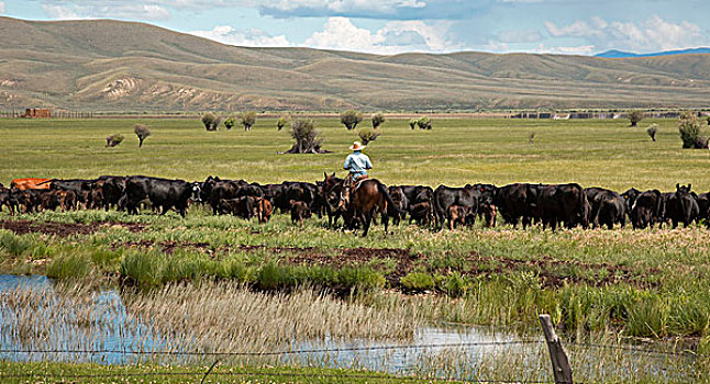 牛仔,移动,牛,草场,牧场,瓦尔登,科罗拉多,美国,北美