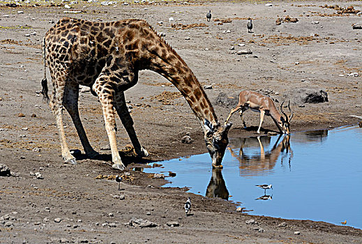 长颈鹿,黑斑羚,高角羚属,喝,水坑,埃托沙国家公园,纳米比亚,非洲
