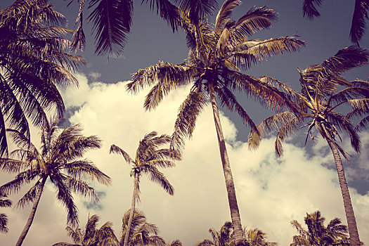 棕榈树,阿纳凯海滩,复活节岛