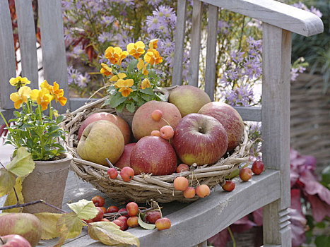 篮子,苹果,观赏苹果,木制长椅