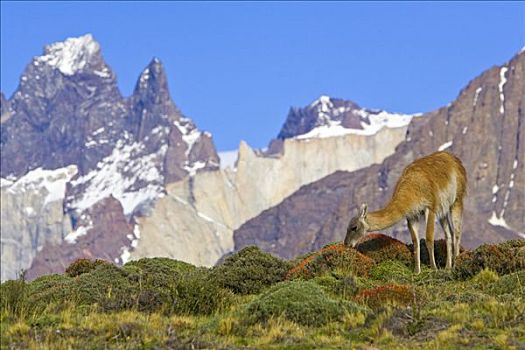 原驼,女性,放牧,顶峰,背景,托雷德裴恩国家公园,智利
