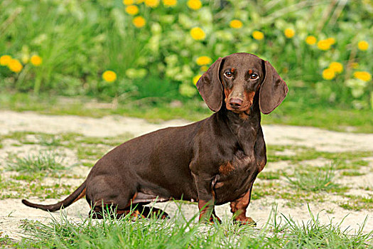 达克斯猎狗,9个月大,坐,小路,正面,花地,北莱茵威斯特伐利亚,德国,欧洲