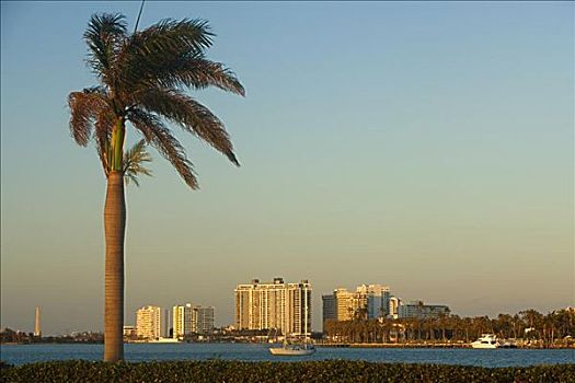 棕榈树,路边,迈阿密,佛罗里达,美国