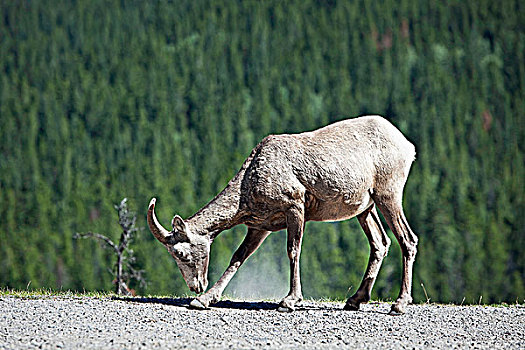 大角羊,挖,盐,公路,班芙国家公园,艾伯塔省,加拿大