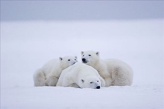 北极熊,雌性,丘吉尔市,曼尼托巴,加拿大