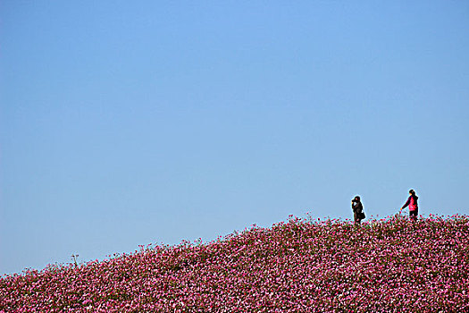 花海