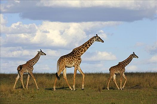 马萨伊,长颈鹿,马赛长颈鹿,草原,雌性,两个,幼兽,肯尼亚,东非