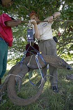 科摩多巨蜥,科摩多龙,成年,研究,团队,林卡岛,科莫多国家公园,印度尼西亚