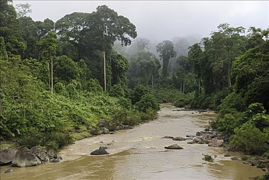 河,飘动,低地,雨林,丹浓谷保护区,婆罗洲,马来西亚