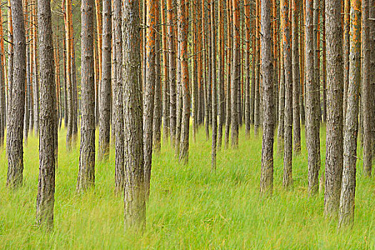 松树,树林,生物保护区,萨克森,德国