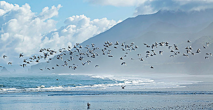 成群,燕鸥,胸骨,飞行,海滩,西部,海岸,南方,岛屿,新西兰