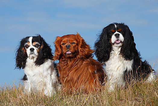 查尔斯王犬,三种颜色,红宝石,三个,狗,坐,草地,蓝天