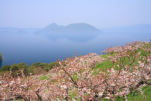 梅,岛屿,湖