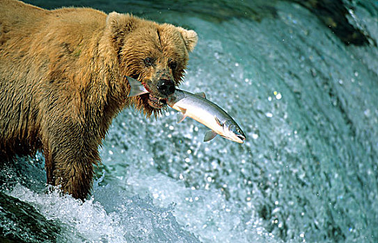 棕熊,阿拉斯加棕熊,三文鱼,布鲁克斯河,瀑布,卡特麦国家公园,阿拉斯加,美国