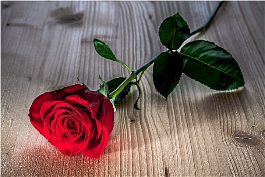 红玫瑰,木质背景